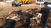 17 inek öldü - haberi