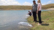 36 bin sazan bıraktılar - haberi