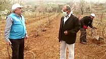 Bağını budadılar - haberi