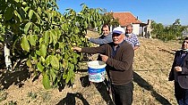 Ceviz hasadı yapıldı - haberi