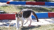 Güzel kedi yarışması - haberi