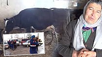 İneklerine kavuştu - haberi