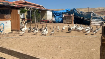 Ruhsatsız olmasın - haberi