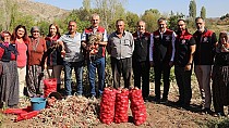 Soğan hasadı başladı