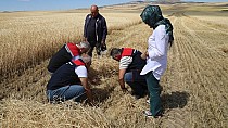 Yapay merada ilk hasat - haberi