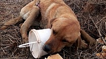 Yaralı köpeğe yardım - haberi