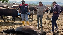 Yıldırım telef etti - haberi