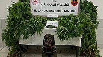 Zehir bahçesi gibi - haberi