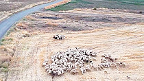 SÜRÜDEN İHANET ÇIKTI